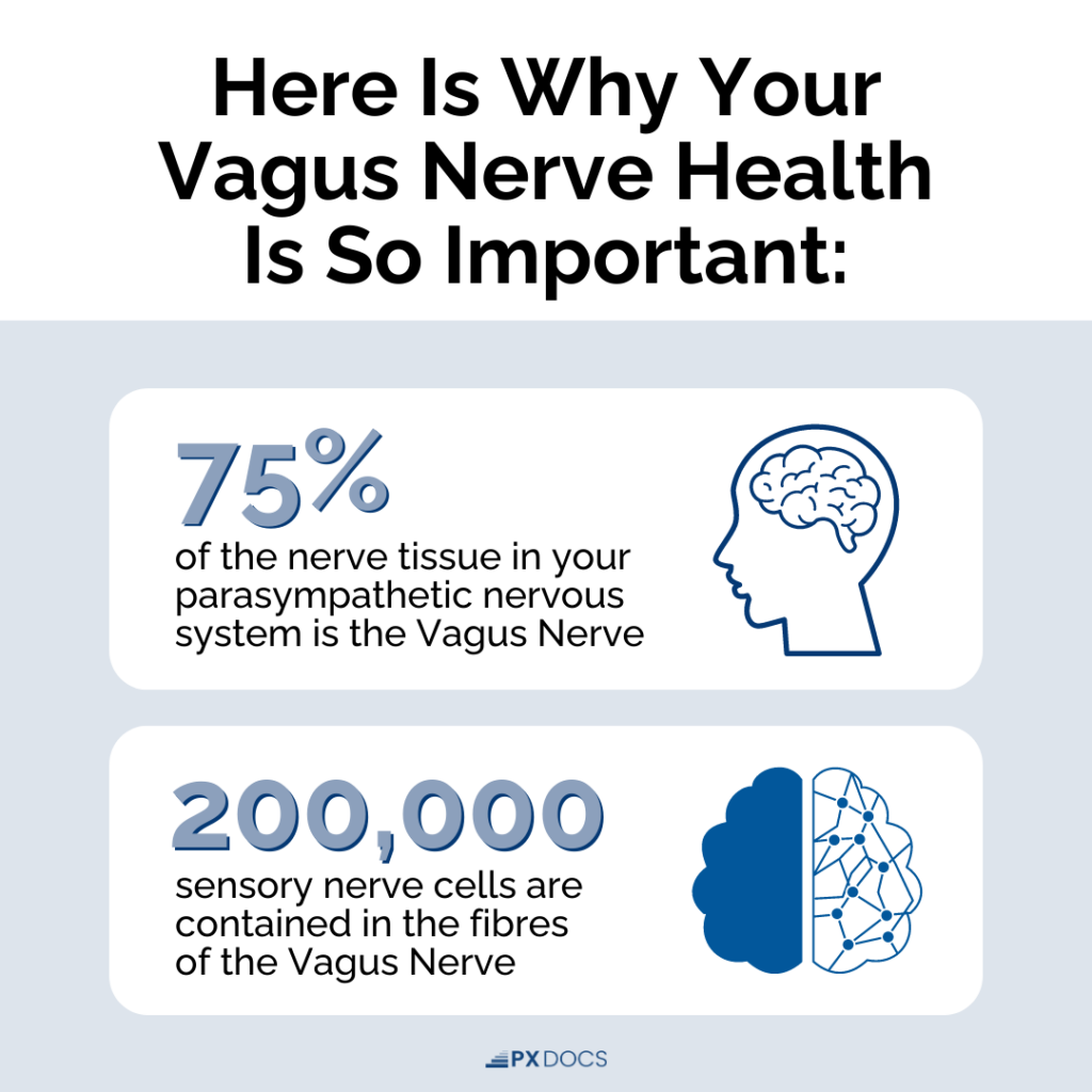 What is the Vagus Nerve? | PX Docs