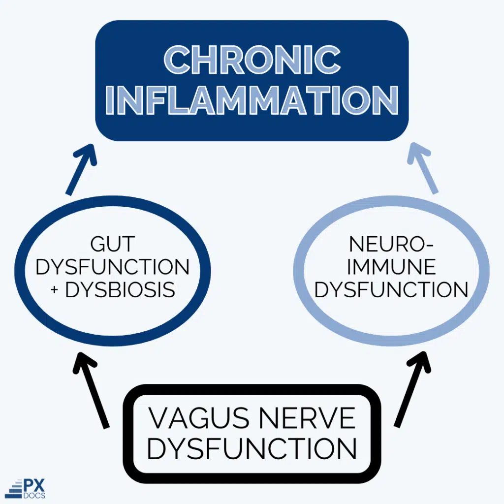 The Crucial Link Between the Vagus Nerve and Inflammation | PX Docs