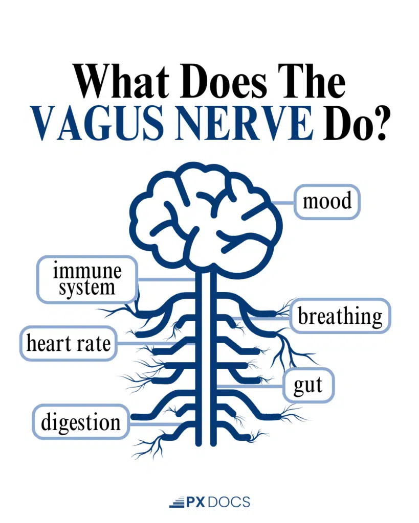 The Link Between the Vagus Nerve and the Immune System | PX Docs