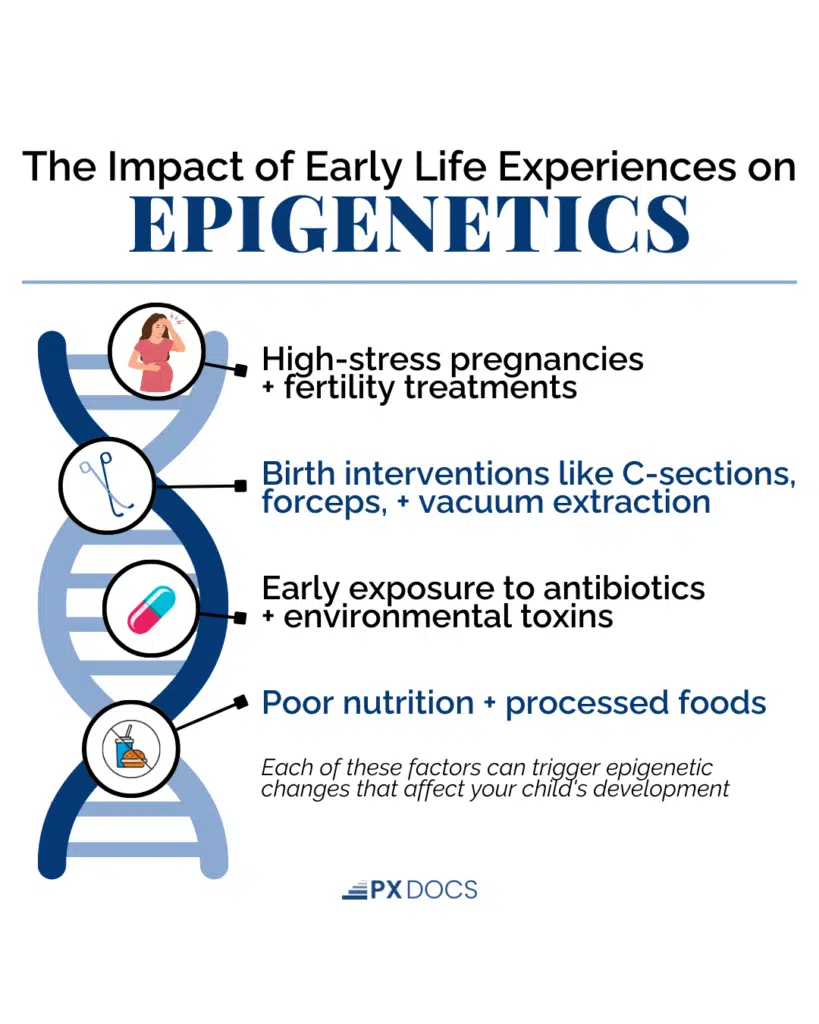Epigenetics: How Early Life Experiences Shape Your Child's Health and Development | PX Docs