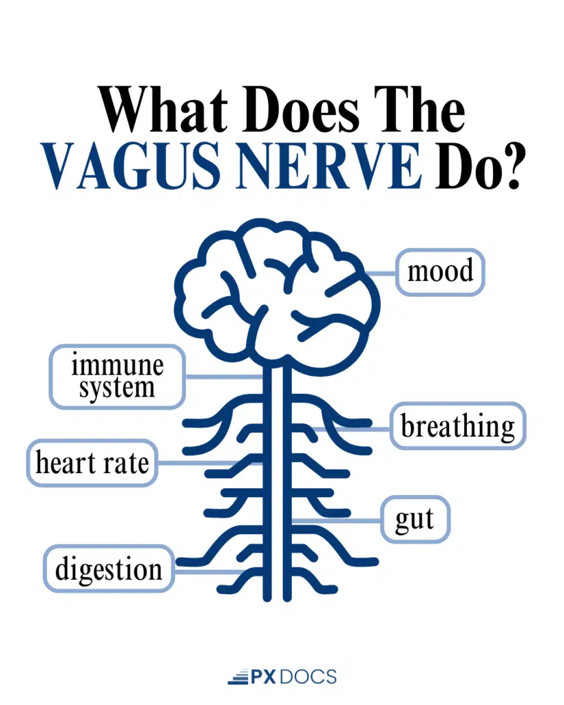 The Vagus Nerve and Autoimmune Connection | PX Docs